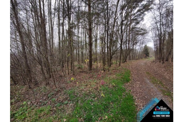 ł&oacute;dzkie, radomszczański, Żytno, Borzyk&oacute;wka, Duża działka leśna